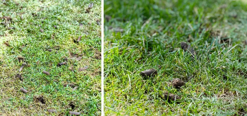 Plugs from core aeration on a lawn