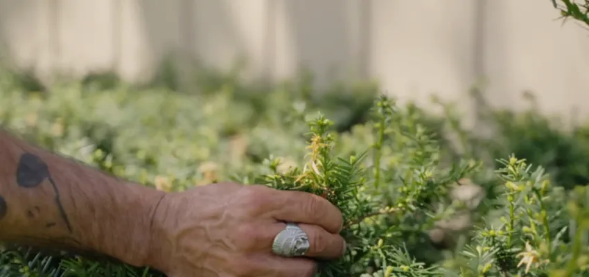 A DreamLawn expert with their hand in a shrub