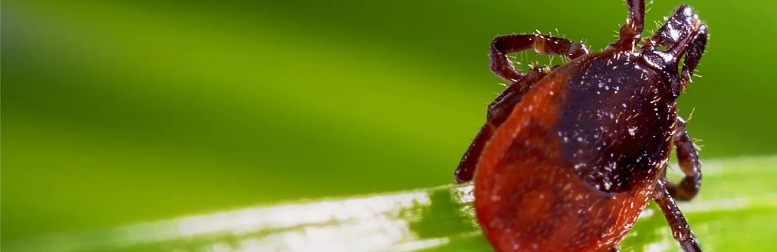 a tick close up
