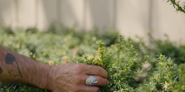 A DreamLawn expert with their hand in a shrub