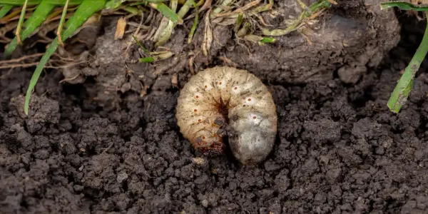 a grub in dirt
