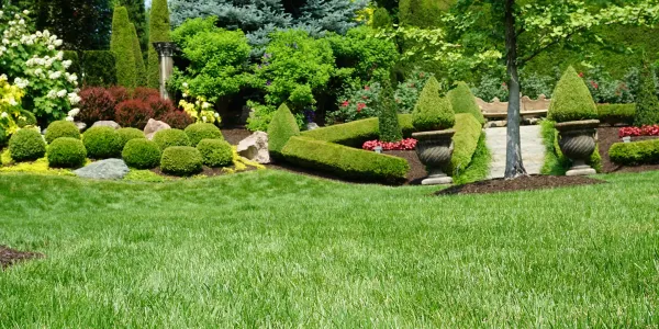 a summer lawn