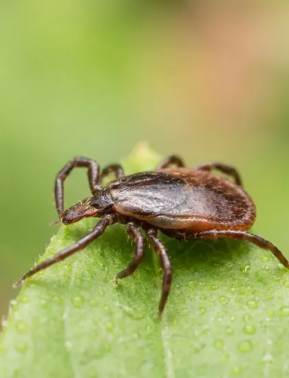 tick-on-leaf-close-up-service-summary.
